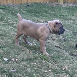 Cane Corso Puppies from Forza Cane Corso