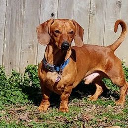 Gunther - Dachshund