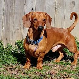 Gunther - Dachshund