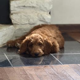 Goldendoodle Puppies from Mountain Grove Doodles