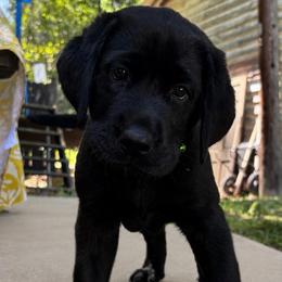 River - Black female Labrador Retriever puppy in Taylors, South Carolina from Spring Water Labs of the Carolinas