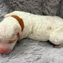 Mr. Brown - Parti male Goldendoodle puppy in Valley Center, Kansas from The Goldendoodle Gal