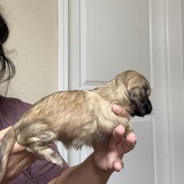 Dachshund Puppies from Gabriela Petit