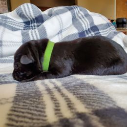 German Shepherd Puppies from Kruegerhaus German Shephers