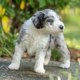 Barkley - Merle male Sheepadoodle puppy in Charleston & Kershaw, South Carolina from Atlas Harrold-Moore Sheepadoodles, LLC   (AHMS)