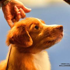 Nederlandse Kooikerhondje and Nova Scotia Duck Tolling Retriever All Grown Up from Hartenzoul