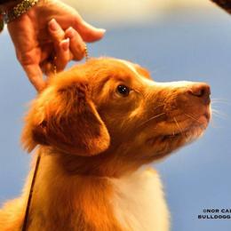 Nederlandse Kooikerhondje and Nova Scotia Duck Tolling Retriever All Grown Up from Hartenzoul