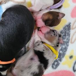 Australian Shepherd Puppies from Grand Ridge Australian Shepherds