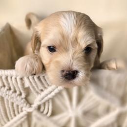 Gunner - Cream male Havanese puppy in Trinity, Alabama from Tooties Cuties Havanese