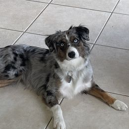 Sadie - Miniature Australian Shepherd