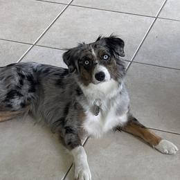 Sadie - Miniature Australian Shepherd