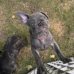 French Bulldog Puppies from King Fam Frenchies