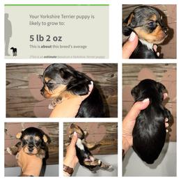 Milo - Black and gold male Yorkshire Terrier puppy in Cleveland, Tennessee from Moody’s Morkies and More