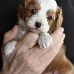 Blue collar boy - Red male Cavapoo puppy in Gilbert, Arizona from Azbernedoodlepuppies