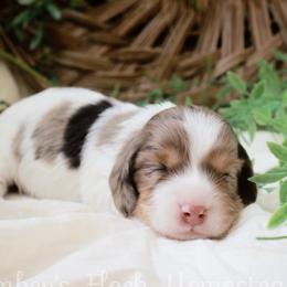 Orange - Dapple male Dachshund puppy in Allons, Tennessee from Amber's Flock Homestead