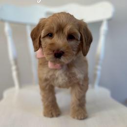 Sunny - Caramel female Australian Labradoodle puppy in Belding, Michigan from Rutu Australian Labradoodles