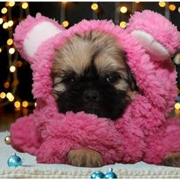 Solstice - Cream and white female Shih Tzu puppy in Warren, Michigan from Danielle's Yorkie & Shih Tzu Babies