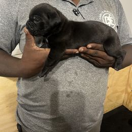 Cane Corso Puppies from Double C Cane Corso Kennel