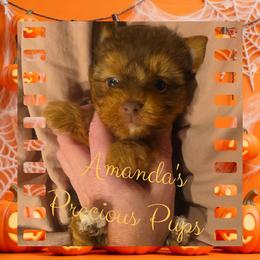Kyker - Chocolate and tan male Yorkshire Terrier puppy in Wartburg, Tennessee from Amanda's Precious Pups