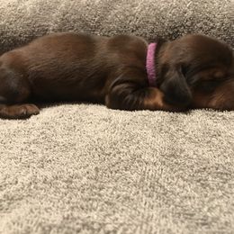 Dachshund Puppies from Garridachs