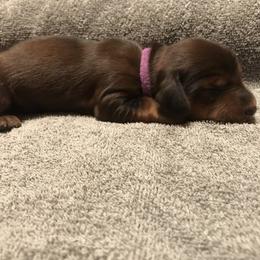 Dachshund Puppies from Garridachs