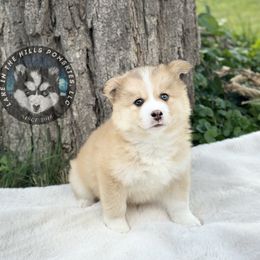 Pomsky Puppies from Lake in the hills Pomskies