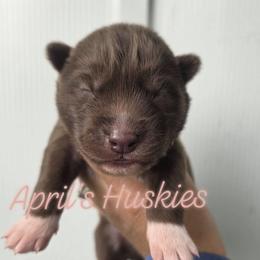 Pink paws collar red girl - Red and white female Siberian Husky puppy in Terre Haute, Indiana from April's Huskies