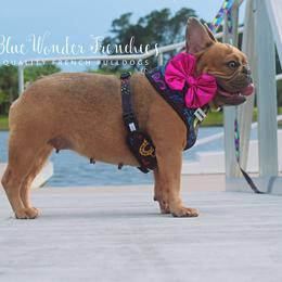 Sabrina - Blue fawn female French Bulldog puppy in Loxahatchee, Florida from Blue Wonder Frenchies
