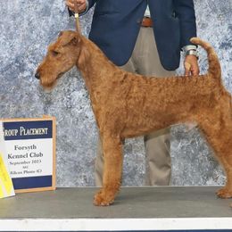 Charlie - Irish Terrier