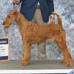 Charlie - Irish Terrier