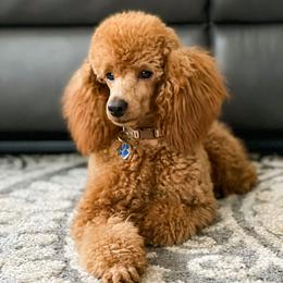 Richard - Poodle
