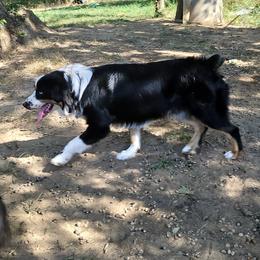Australian Shepherd All Grown Up from Small Town Australian Shepherds