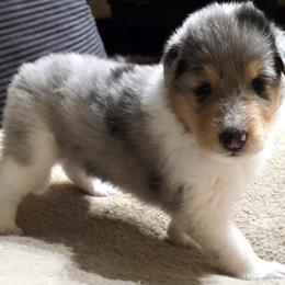 Cooper - Blue merle male Collie puppy in Temple, Pennsylvania from Rimma's Pawfect Collies