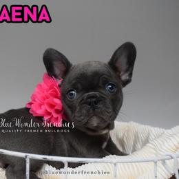 Celaena Sardothien - Blue female French Bulldog puppy in Loxahatchee, Florida from Blue Wonder Frenchies
