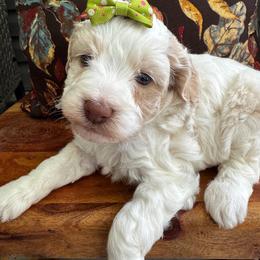 Fiskar - Caramel cream female Labradoodle puppy in Camden, North Carolina from Oopsie Doodles of NC