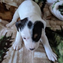 Spot head - Tri-colored male Parson Russell Terrier puppy in Phelan, California from Elite Parson Russells