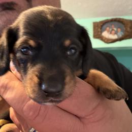 Dachshund Puppies from Witchy Woman’s Wiener’s