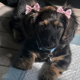 Ella - AKC pet only - Black and cream female Dachshund puppy in Proctor, Montana from Blue Star Dachshunds