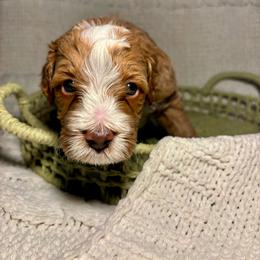 Charlie - Apricot male Goldendoodle puppy in Birmingham, Alabama from Ivy’s Doodles