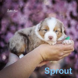 Sprout - Red merle male Miniature American Shepherd puppy in Herriman, Utah from Painted Blue Aussies