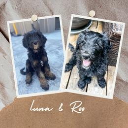 Goldendoodle Puppies from Lundee Doodles