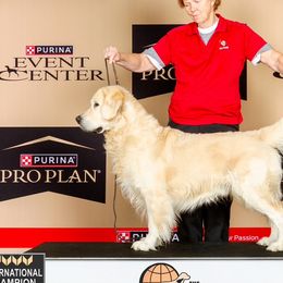 Golden Retrievers from Liberty English Cream Golden Retrievers