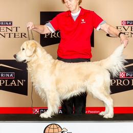 Golden Retrievers from Liberty English Cream Golden Retrievers
