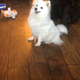 Tiger Lilly - American Eskimo Dog
