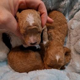 Roishin Boy 1 - Red  male Poodle puppy in Greenville, Texas from RhineStone Poodles