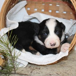 Winter - Black tri-color male Australian Shepherd puppy in Honey Brook, Pennsylvania from New Adventures Puppies