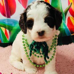 Domino - Chocolate Parti - Tri-color female Australian Labradoodle puppy in Beecher, Illinois from Erica’s Doodles
