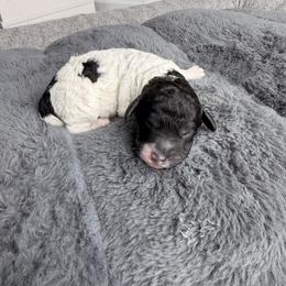 Boy 3 - Parti male Poodle puppy in Jacksonville, Florida from Lolo’s Aussiedoodle