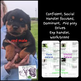 Boy 4 - Black and mahogany male Rottweiler puppy in De Witt, Iowa from Irish Eyes Kennels