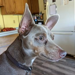 Lily - Rat Terrier